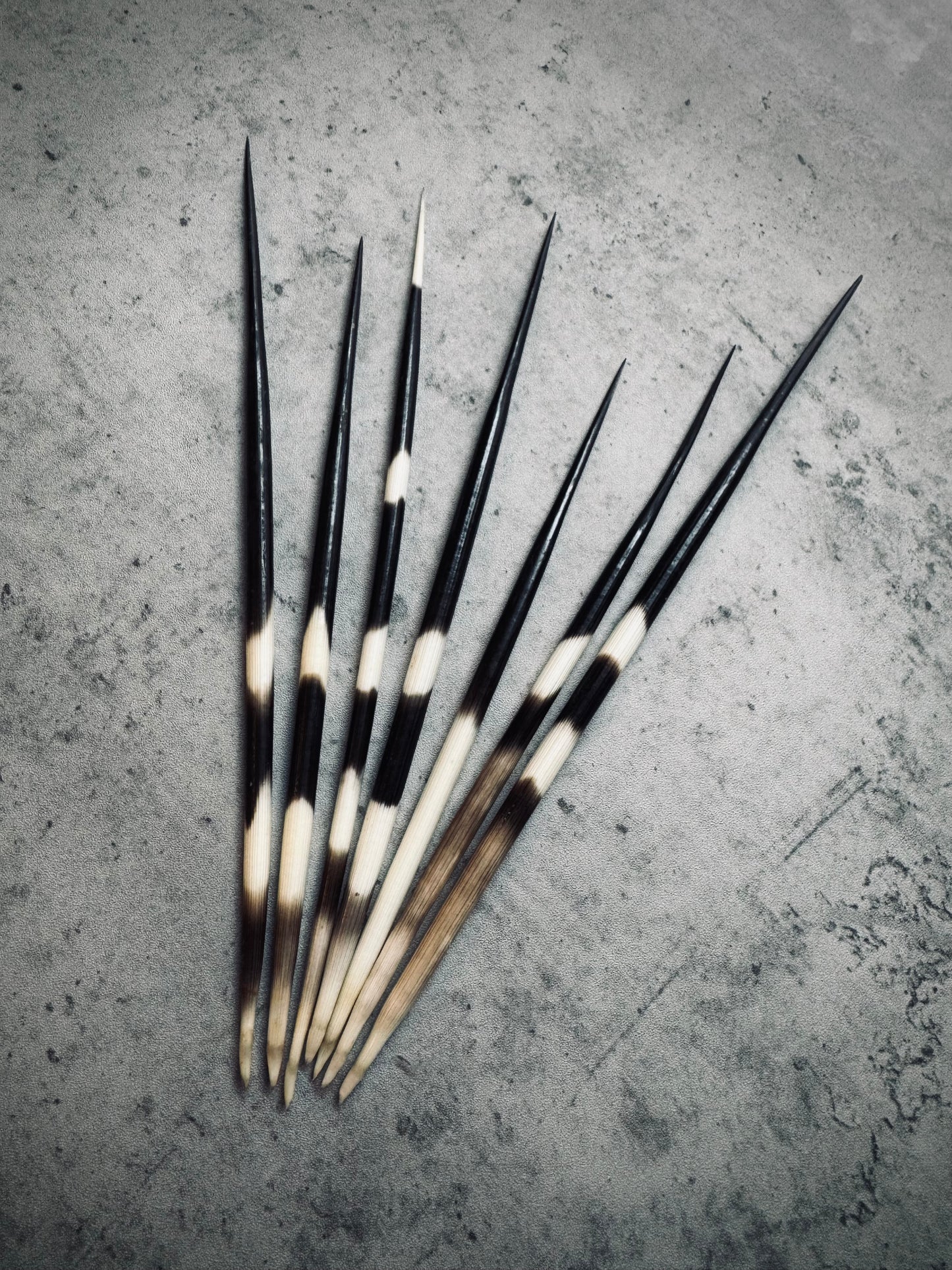 Porcupine Quills