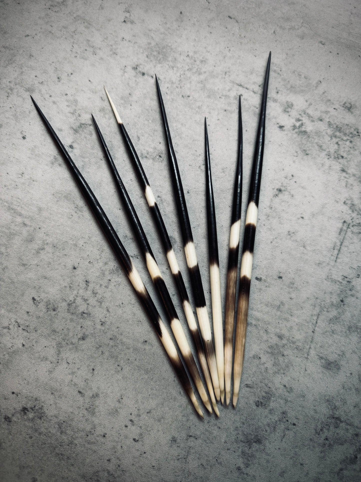 Porcupine Quills