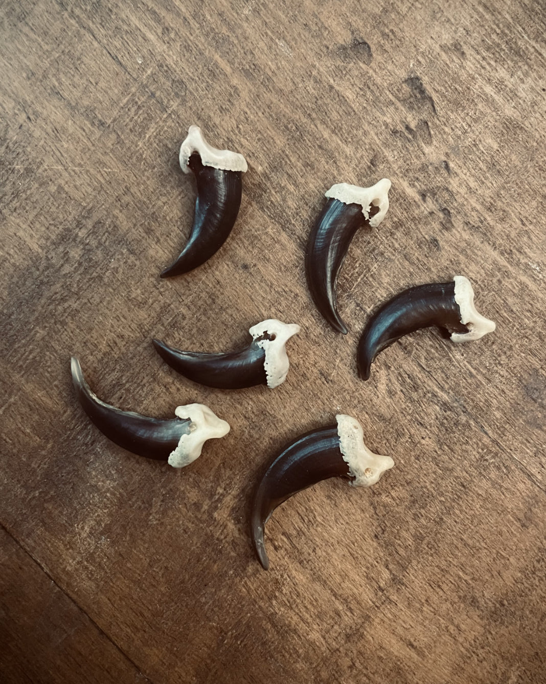 Coyote Claws