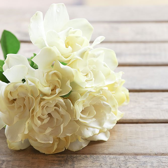 Gardenia Oil