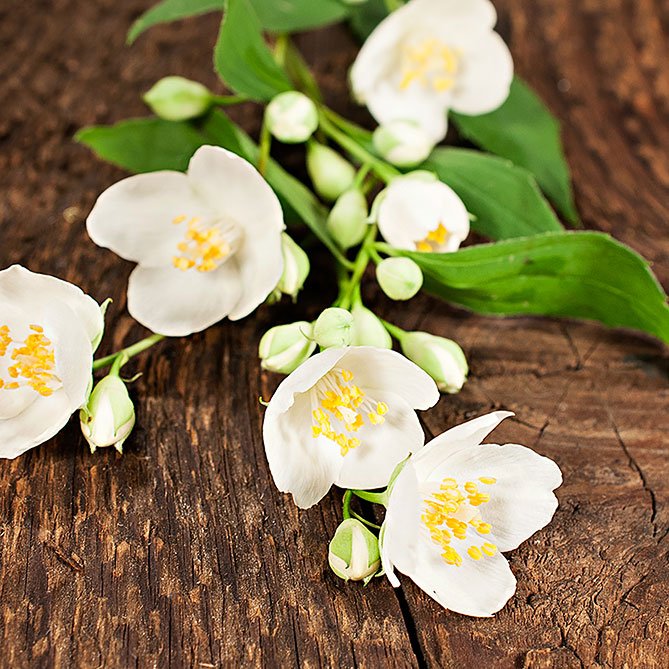 Jasmine Oil