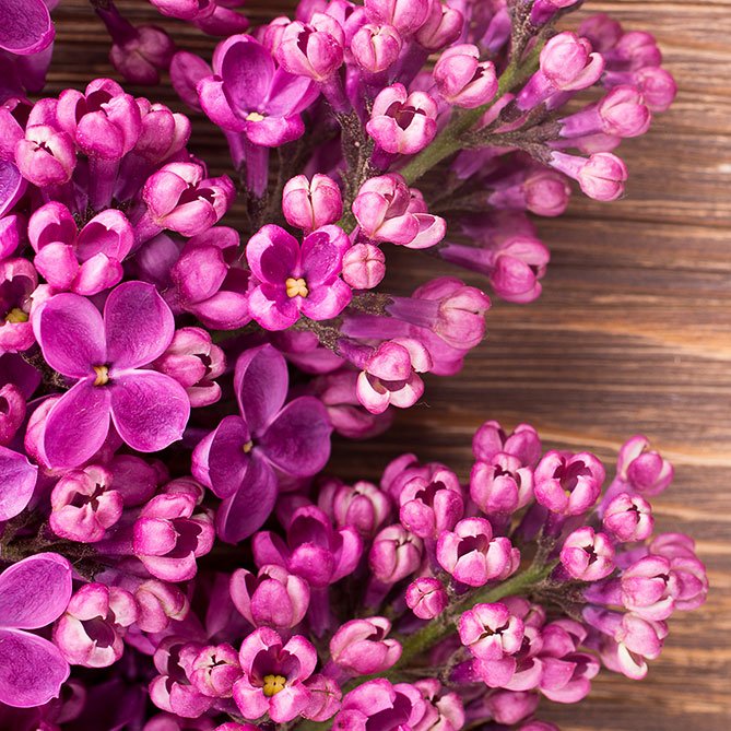 Lilac Oil