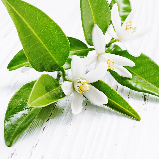 Neroli Oil