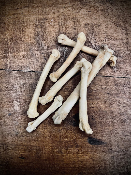 Bobcat Foot Bones