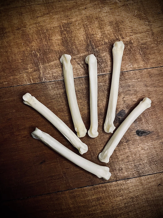 Coyote Foot Bones