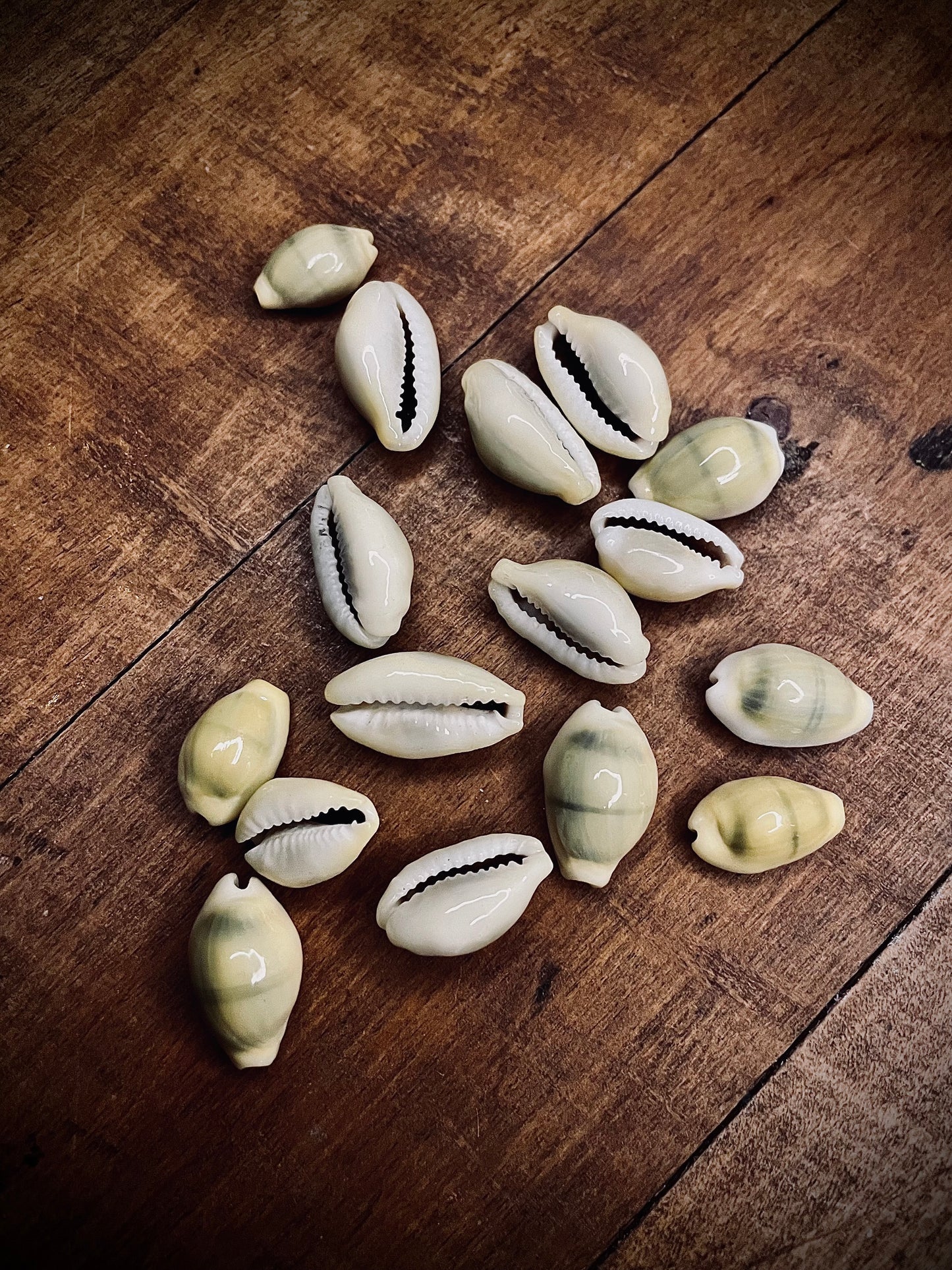 Cowrie Shells