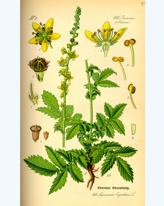 Agrimony