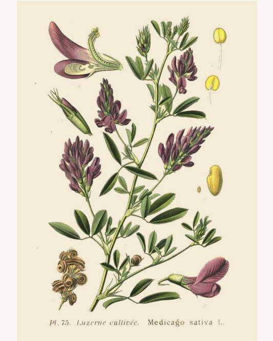 Antique botanical illustration of an alfalfa plant with pale purple flowers.