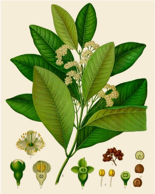 Antique botanical illustration of an allspice plant in bloom.
