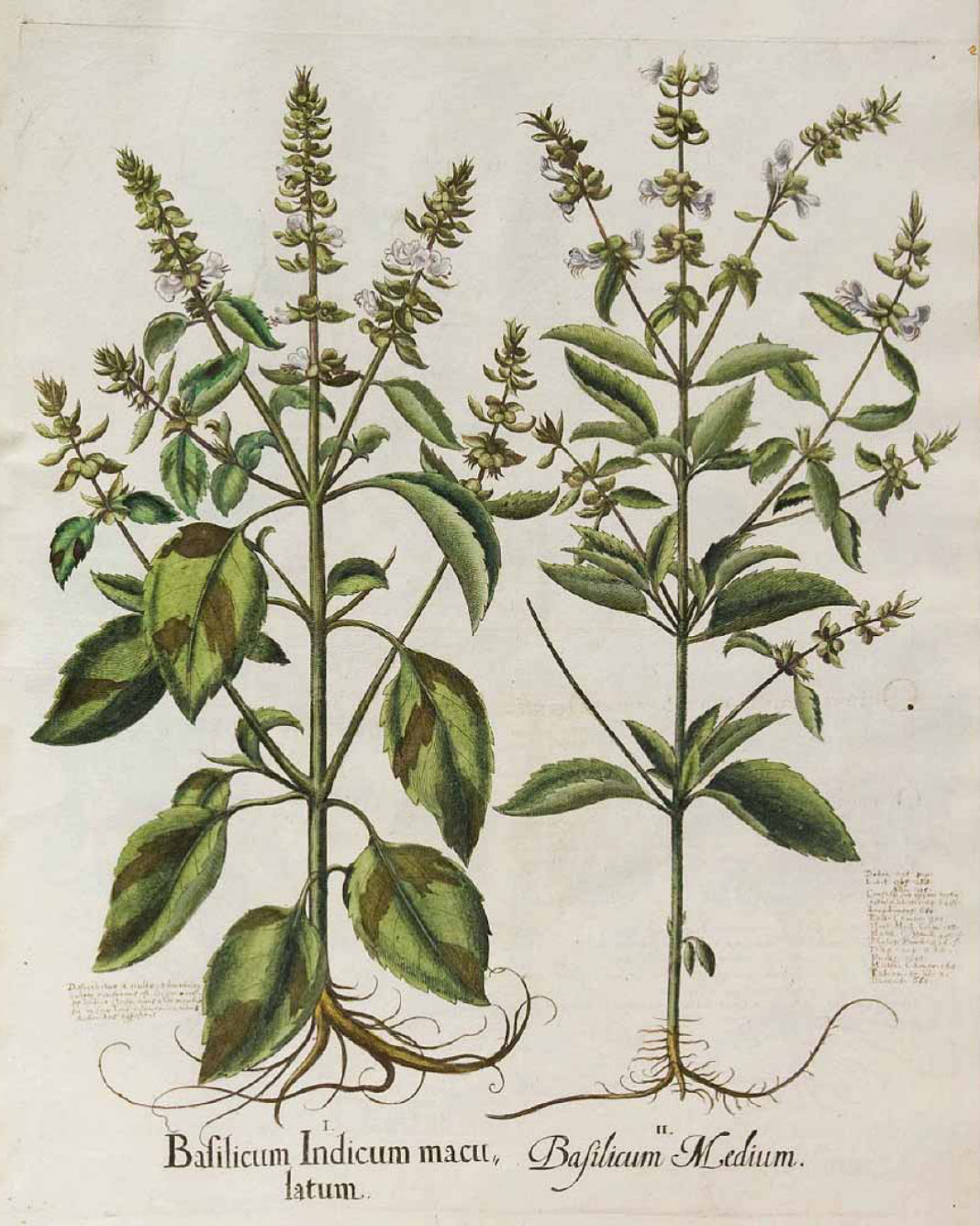 Basil