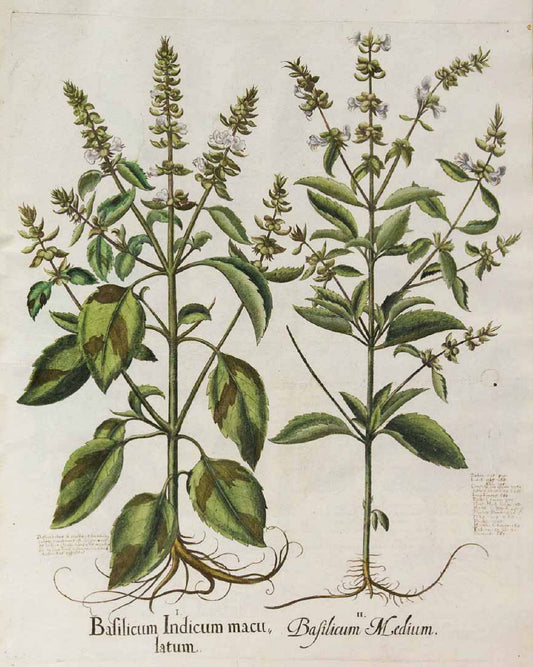 Basil
