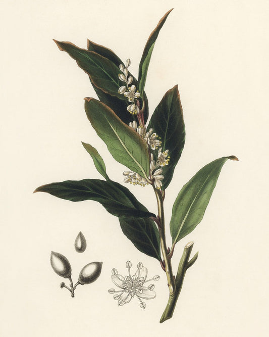 Bay Laurel