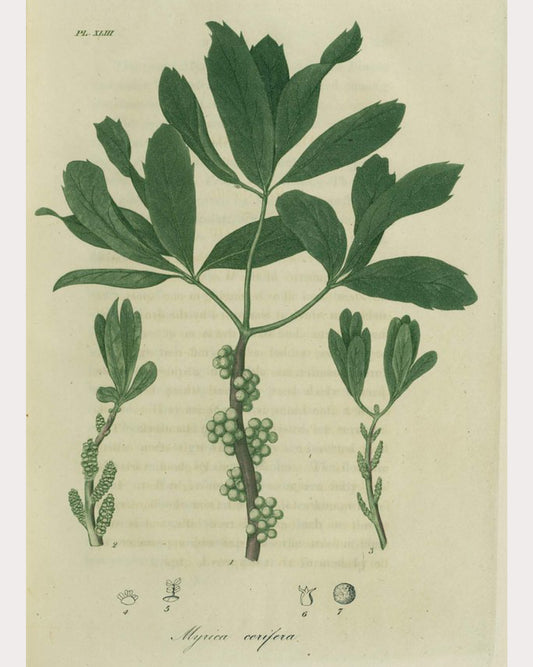 Bayberry Root Bark
