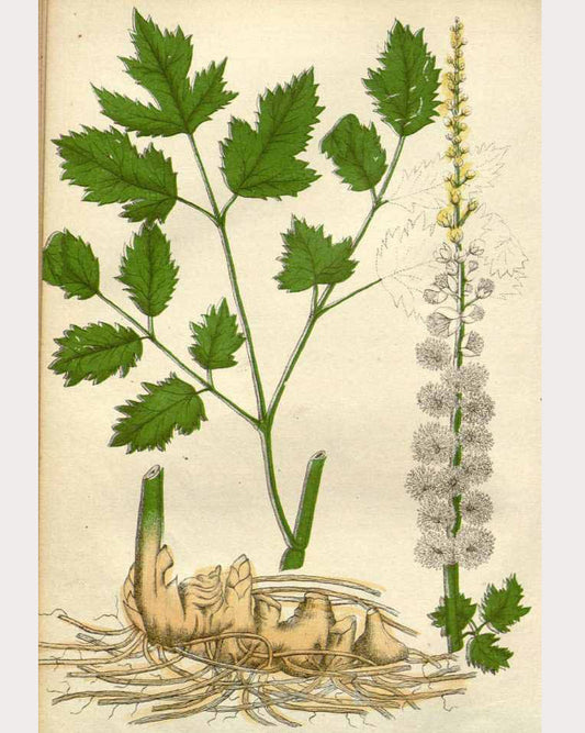 Black Cohosh