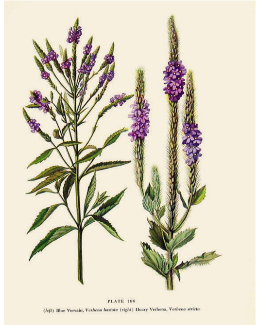 Blue Vervain
