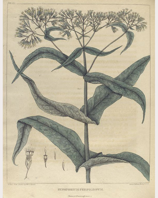 Boneset