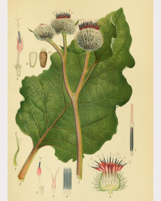 Burdock Root