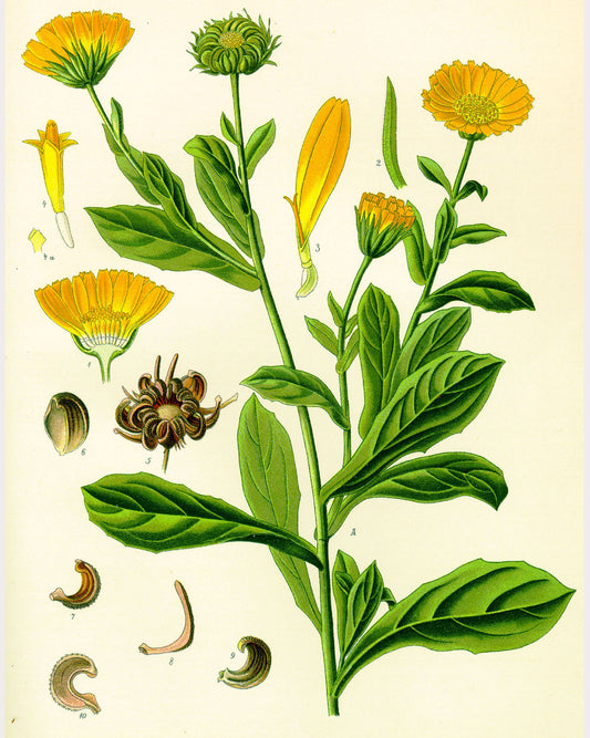 Calendula
