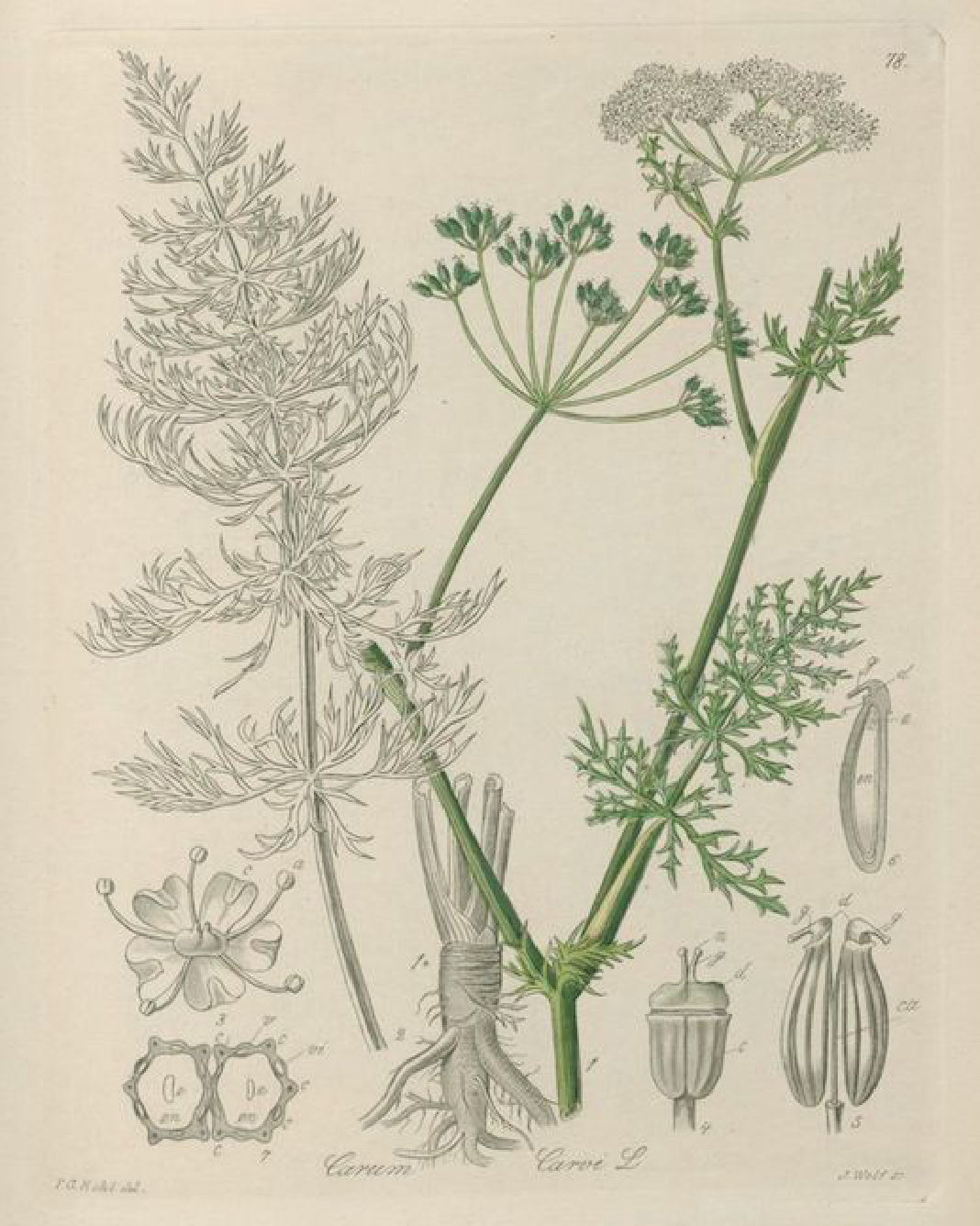 caraway seeds plant Caraway Seed