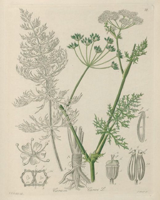 Caraway Seed