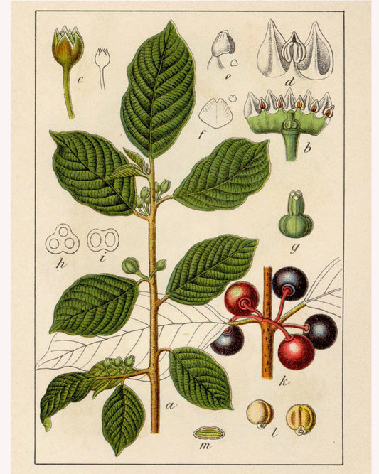 Cascara Sagrada