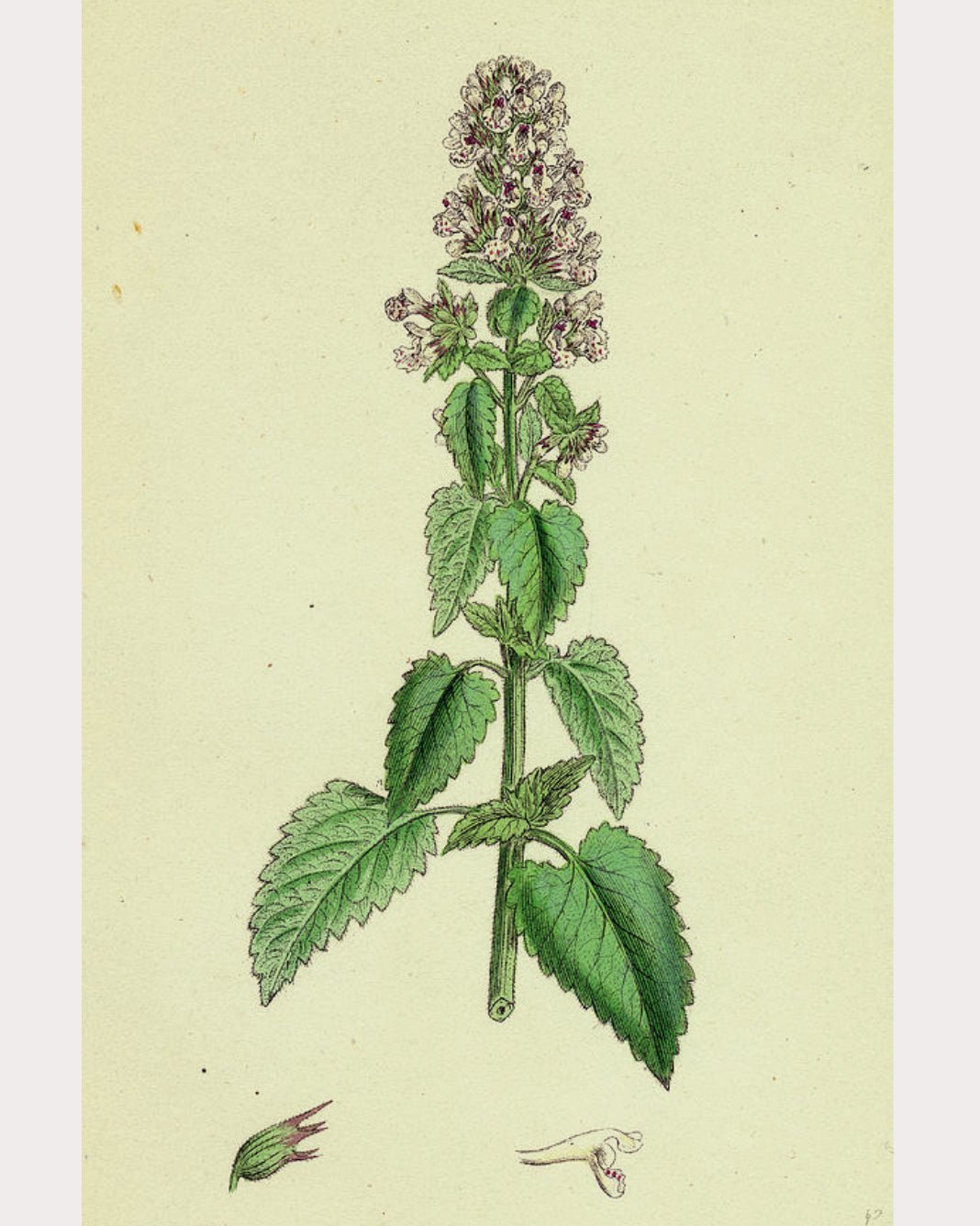 Catnip