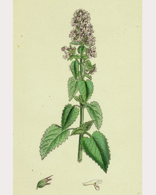 Catnip