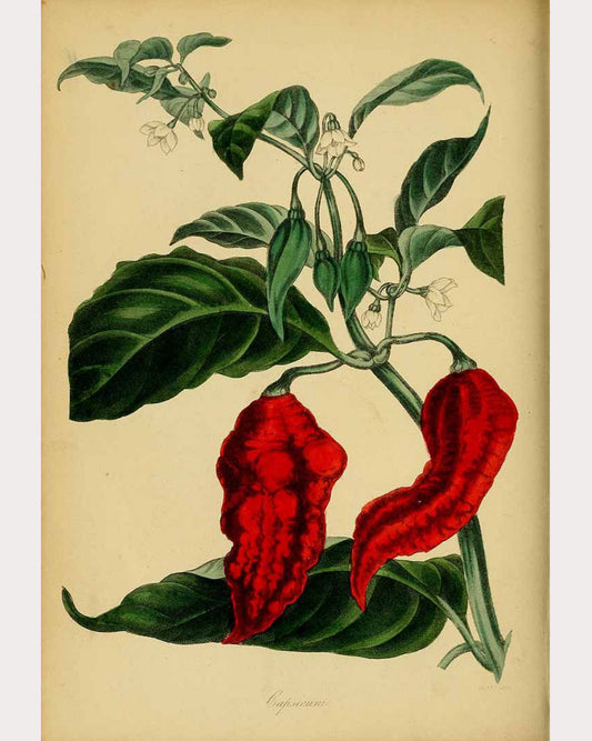 Cayenne, Powdered