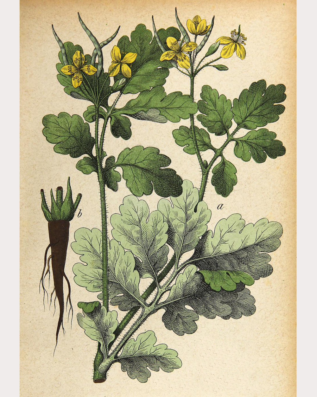 Celandine