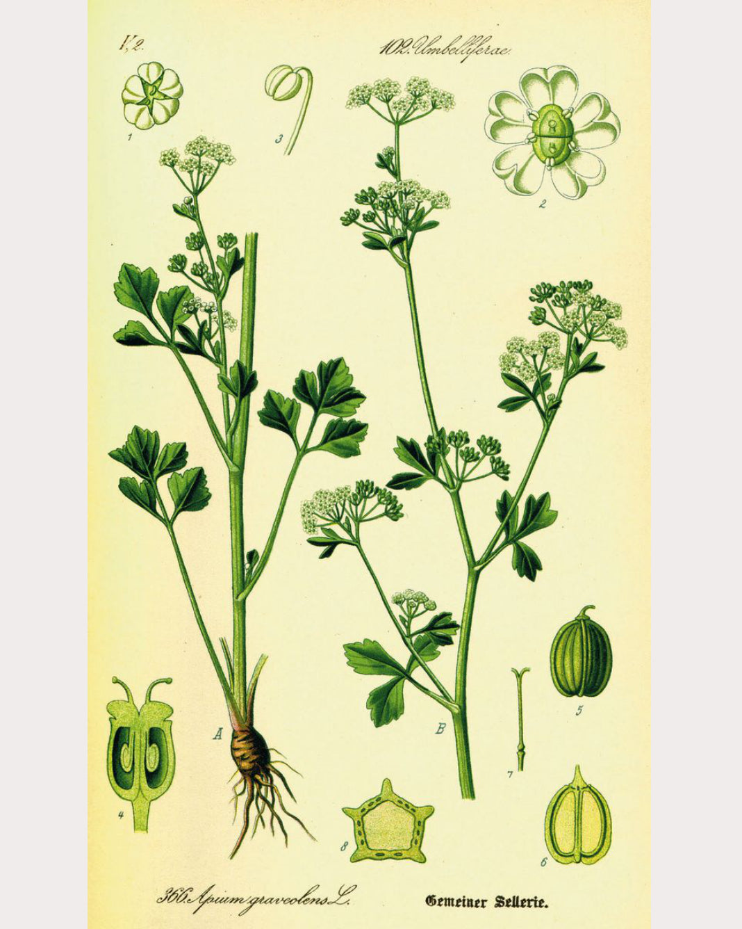 celery seed plant Celery Seed