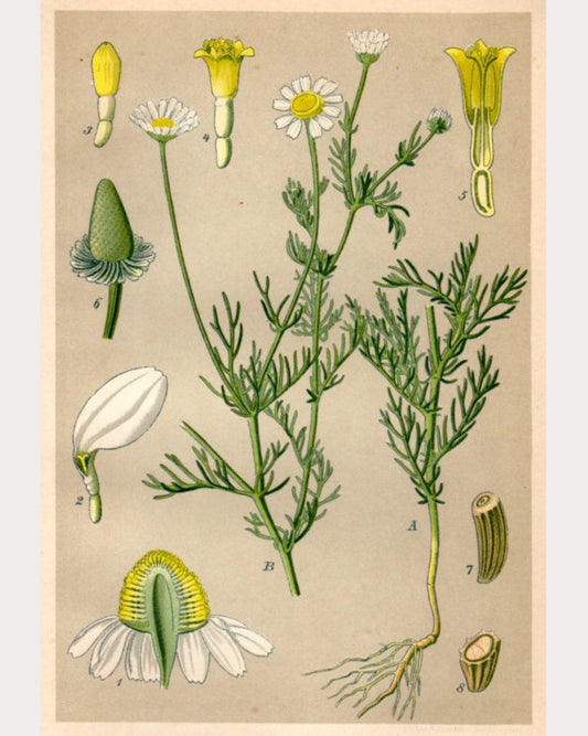 Chamomile
