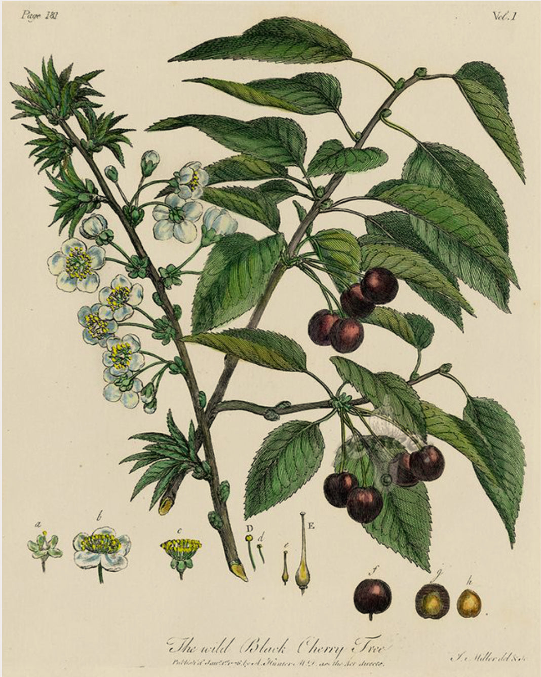Cherry Bark
