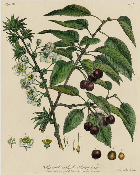 Cherry Bark