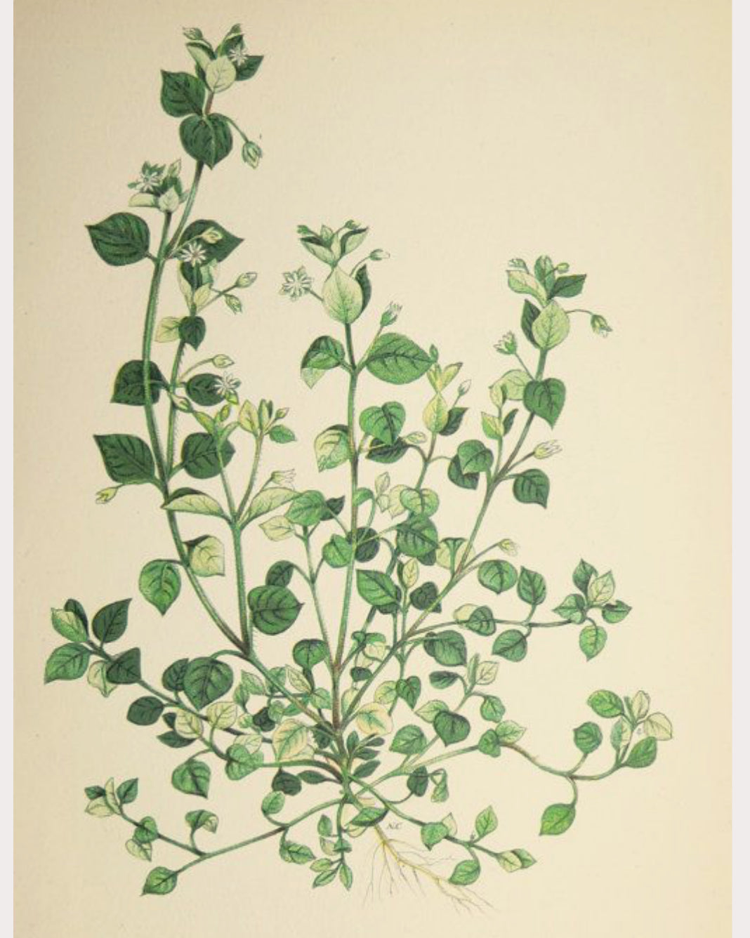 Chickweed