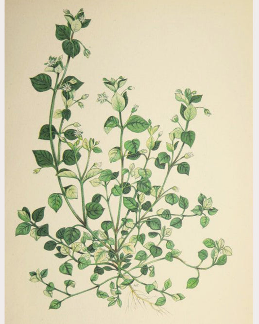 Chickweed
