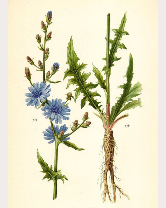 Chicory
