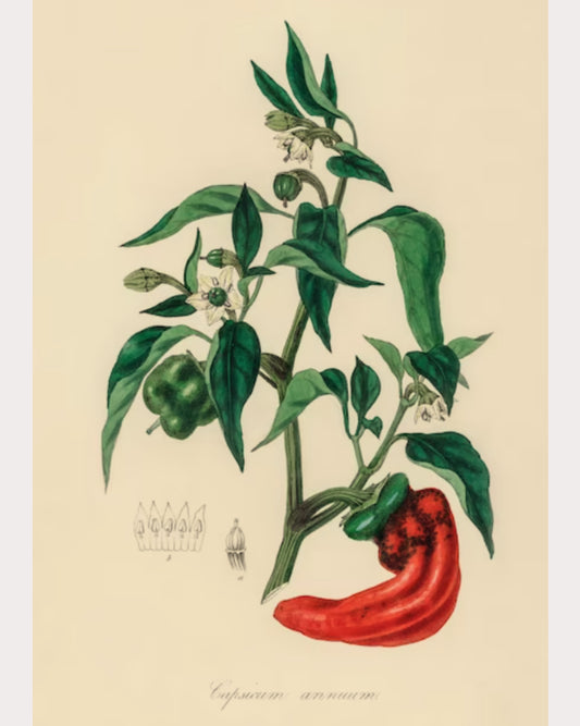 Chili Pepper Flakes