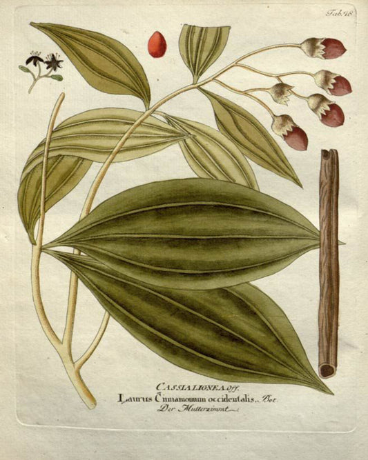 Cinnamon