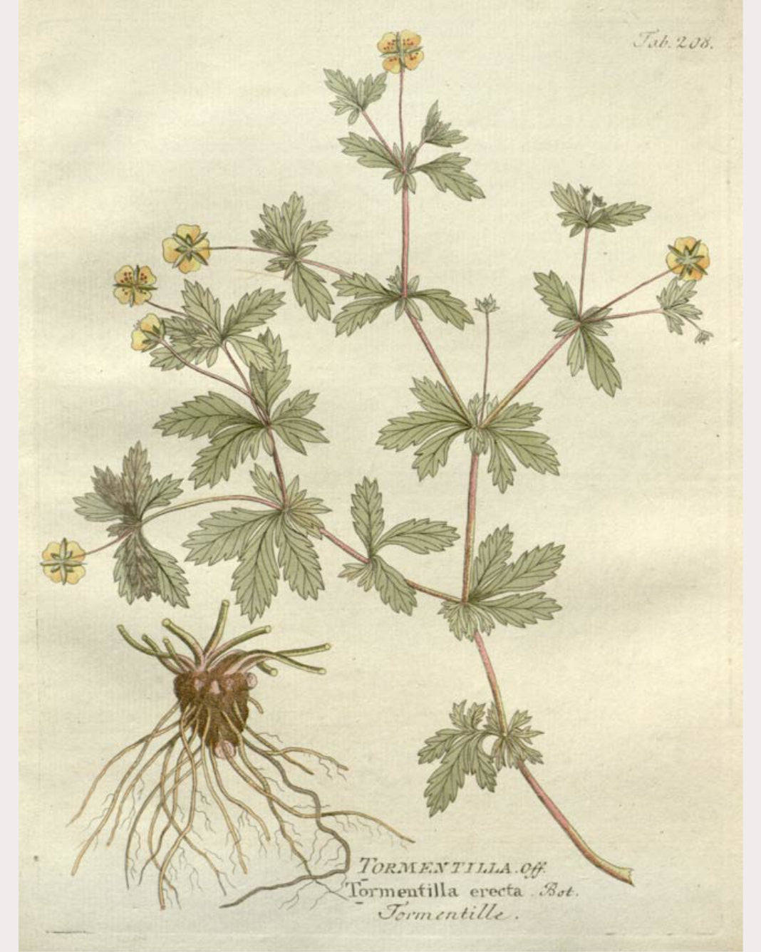 Cinquefoil