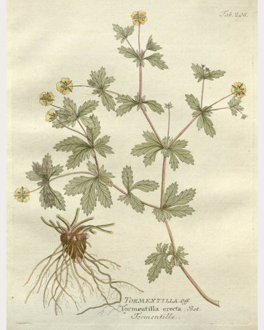 Cinquefoil
