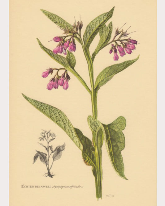 Comfrey