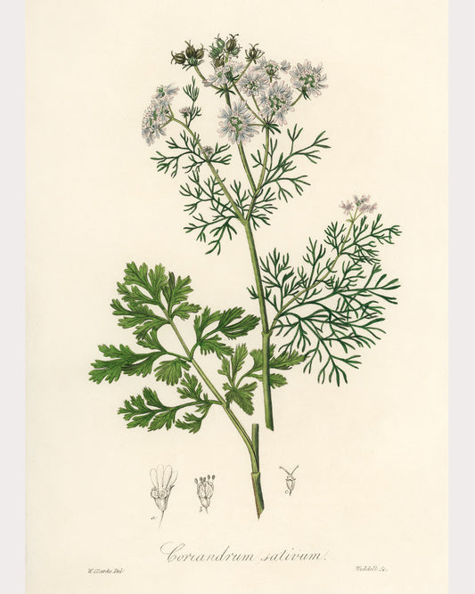 Coriander Seed