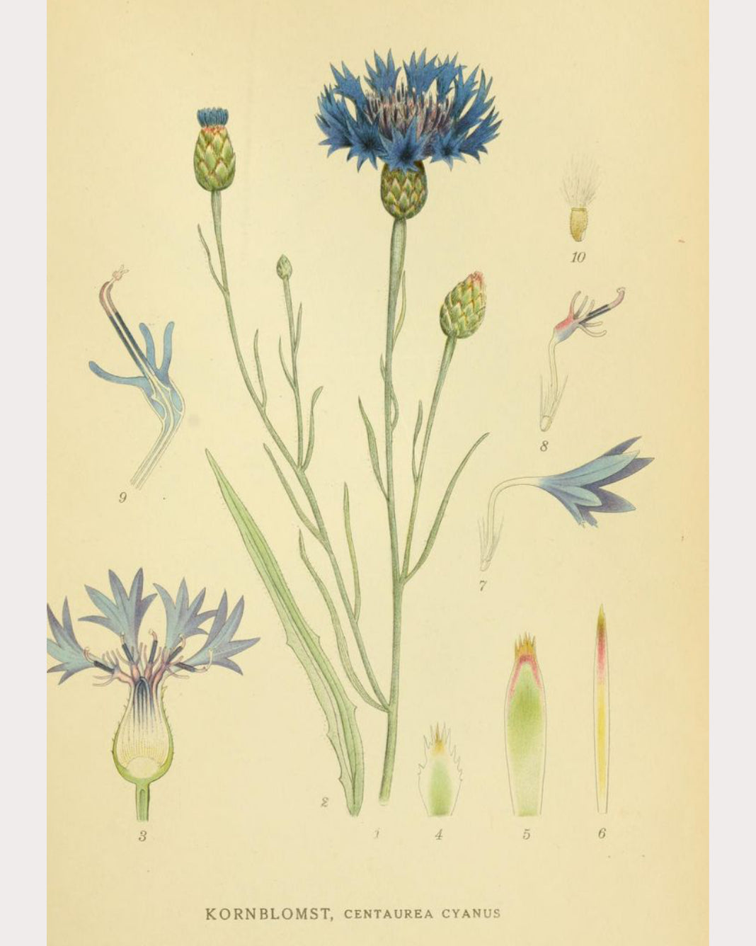 Cornflower