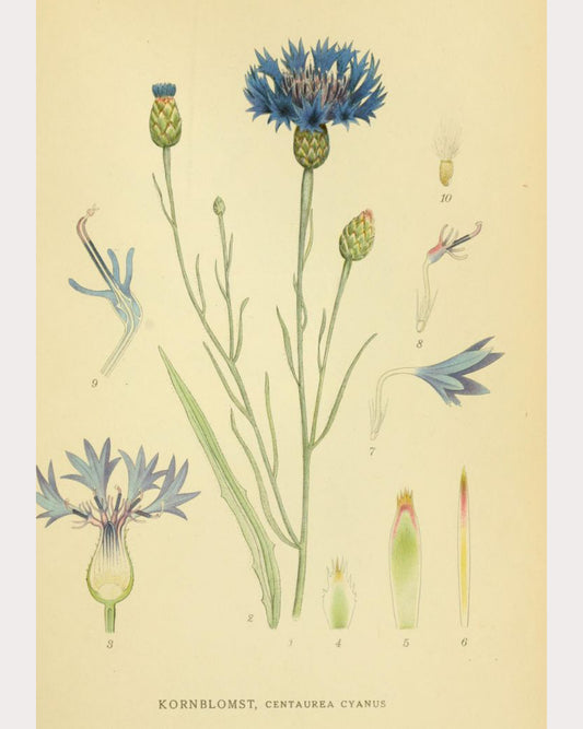 Cornflower