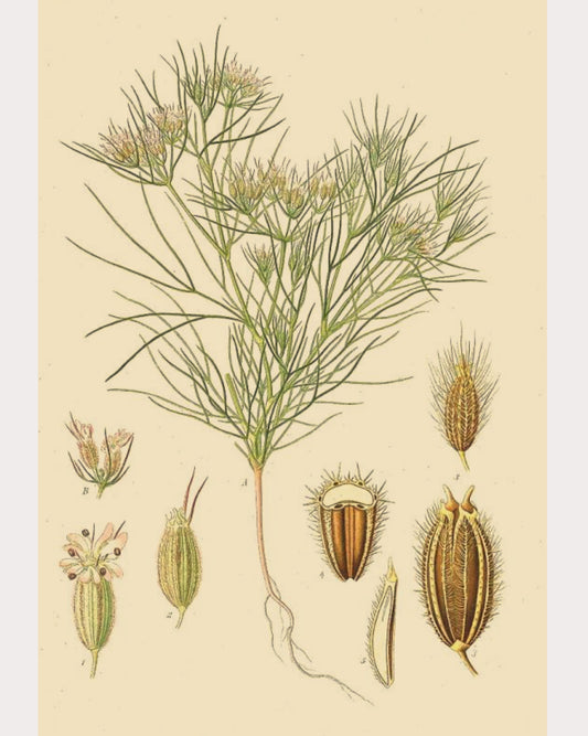 Cumin