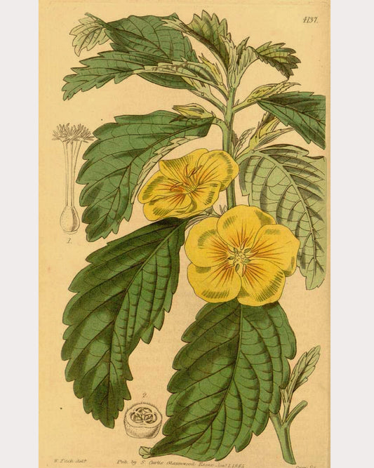 Damiana