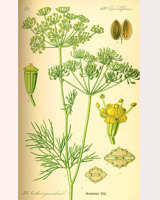 Dill Seed