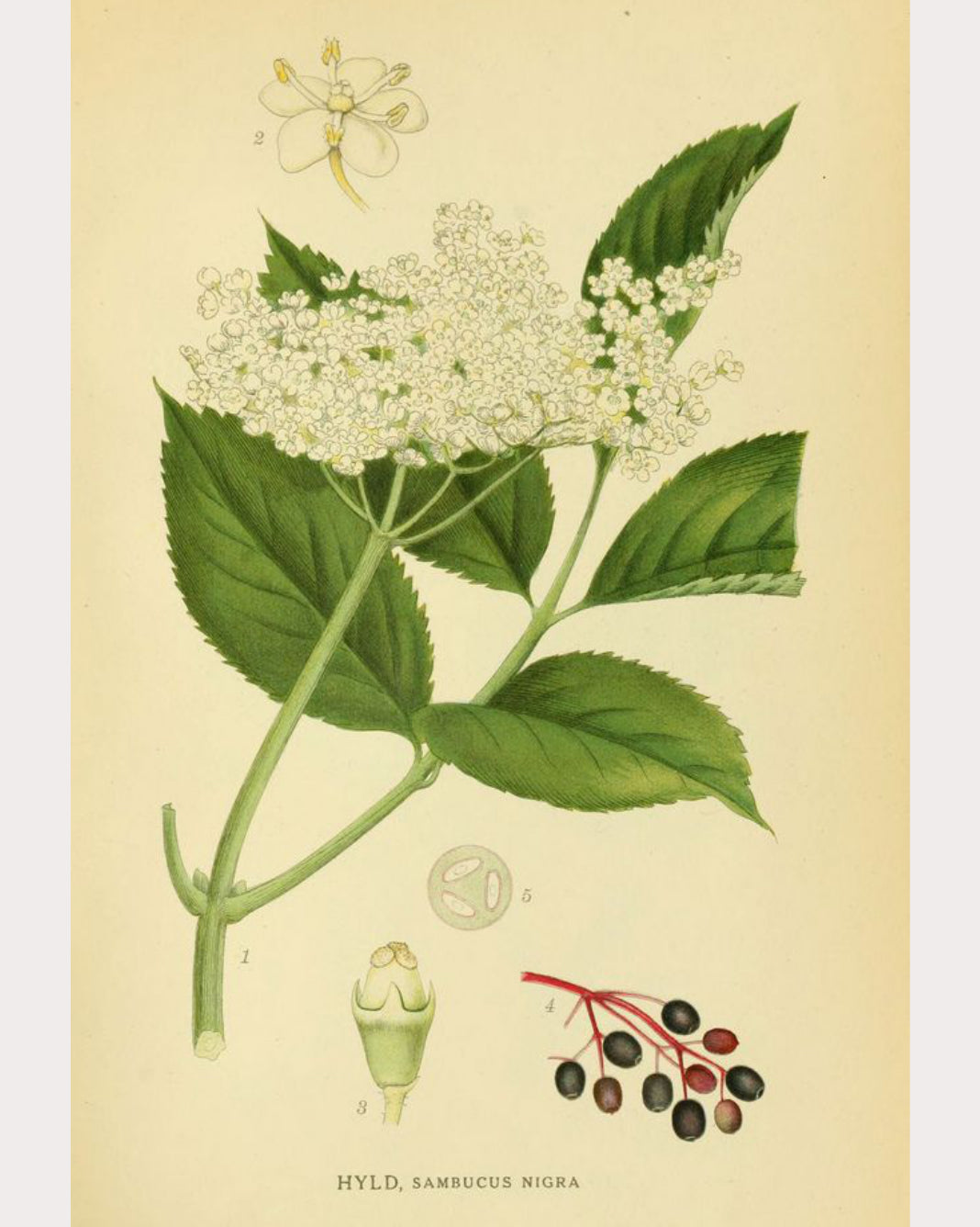 Elderberry