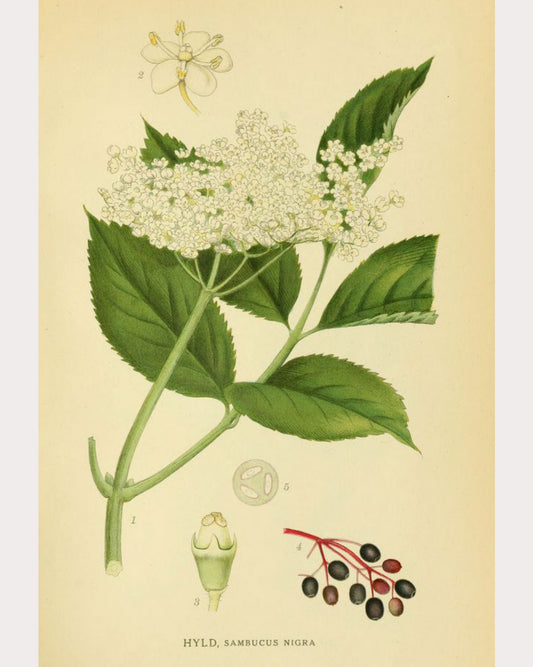 Elderberry