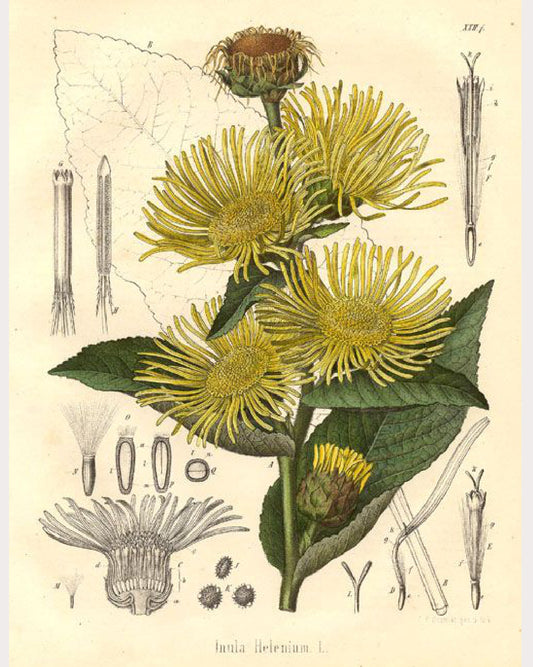 Elecampane